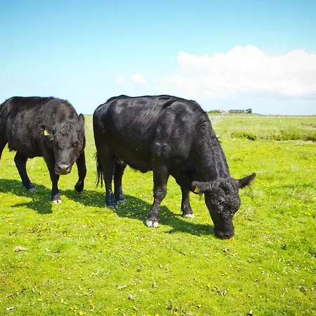& Hilligenley - Auf Der Hallig