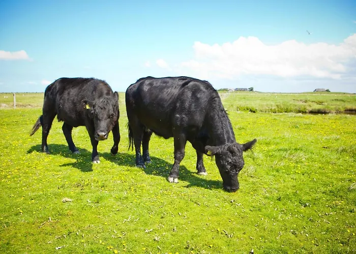 & Hilligenley - Auf Der Hallig